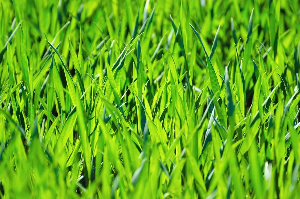 a lawn that needs to be cut